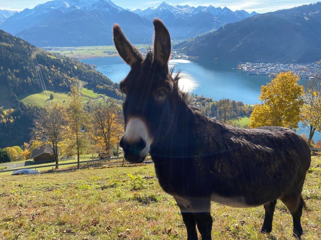 Appartement Harrer City Center Zell am See Zewnętrze zdjęcie